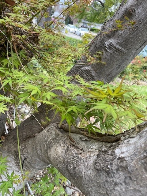 Japanese Maple Tree Cuttings – 10 Live Acer Palmatum Cuttings About 6 Inches for Rooting or Grafting
