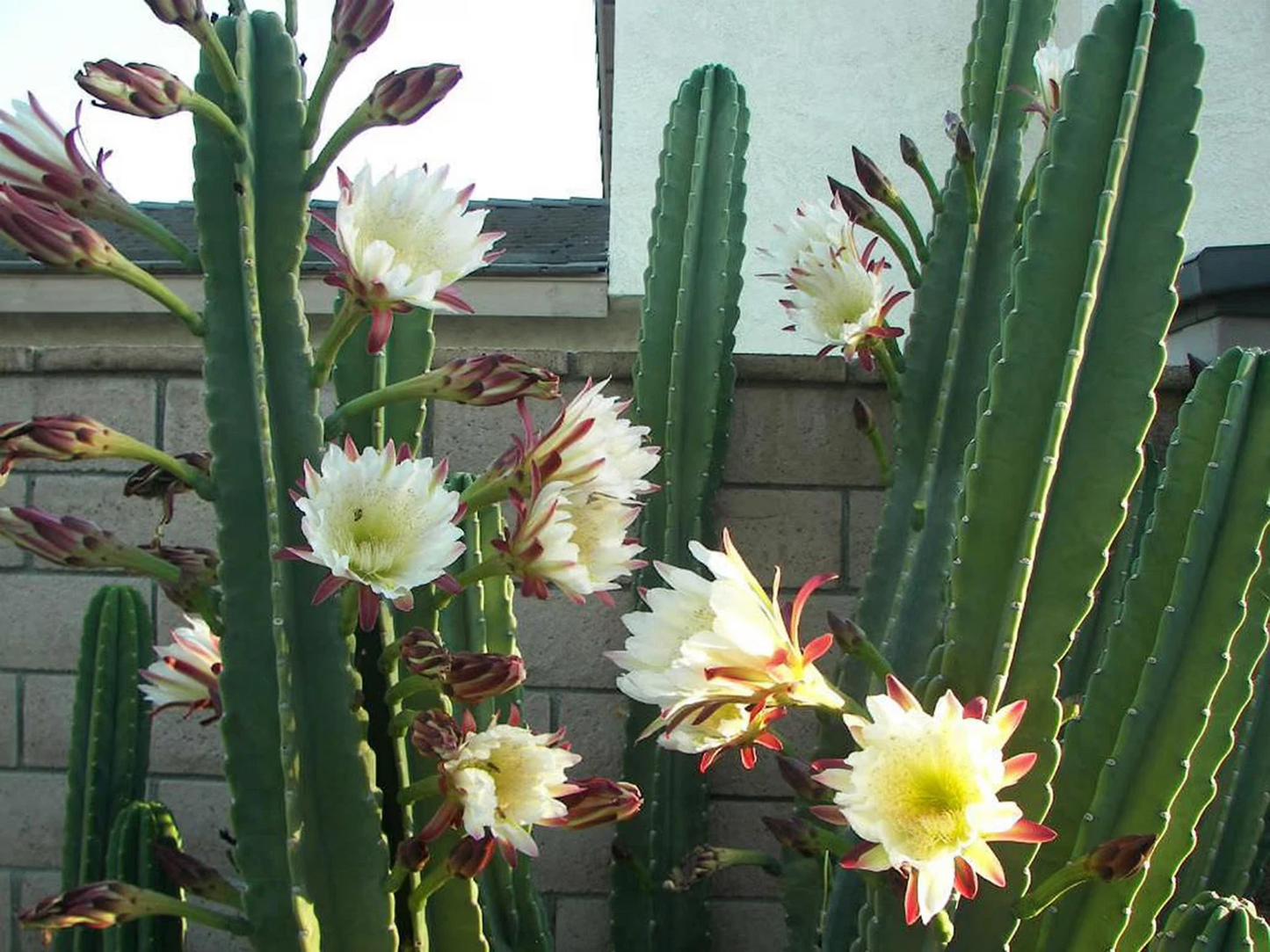 Apple Cereus Cactus Cutting, 12 Inch Live Columnar Cactus