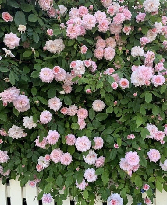 Heirloom Cecile Brunner Rose Cuttings, 16 Premium Live Cuttings to Start Fragrant Bushes