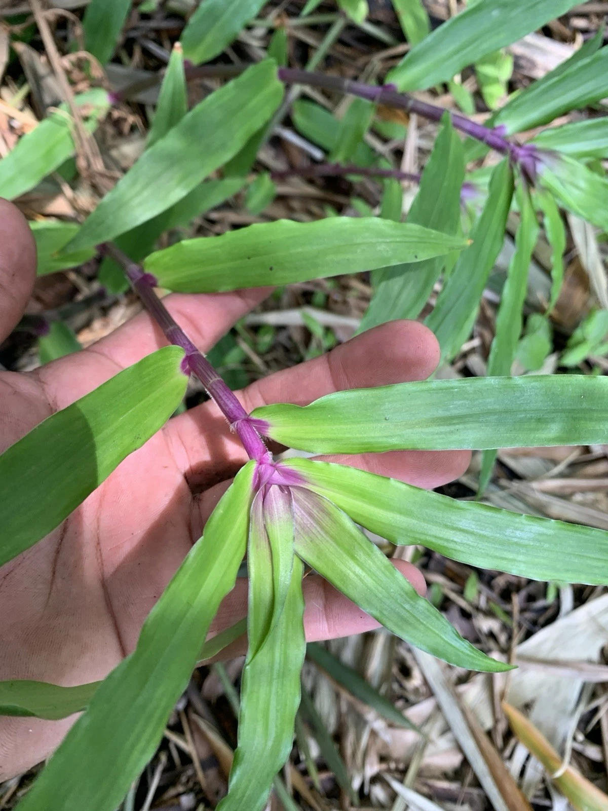 Tradescantia Zebrina Cuttings – 5 Live Unrooted Wandering Jew Houseplant Cuttings for Indoor Growing