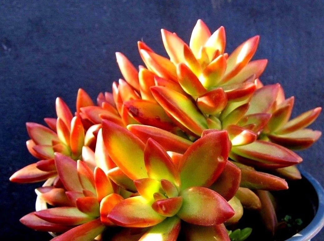 Sedum Adolphii Firestorm Succulent Cuttings, 2 Unrooted Pups for Propagation