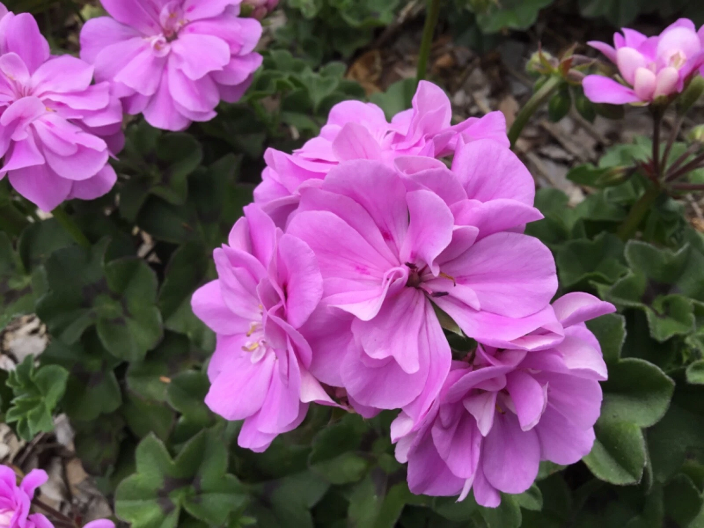 Ivy Geranium Double Bright Pink Cuttings Pelargonium peltatum 6 Unrooted Live Flower Plant for Propagation