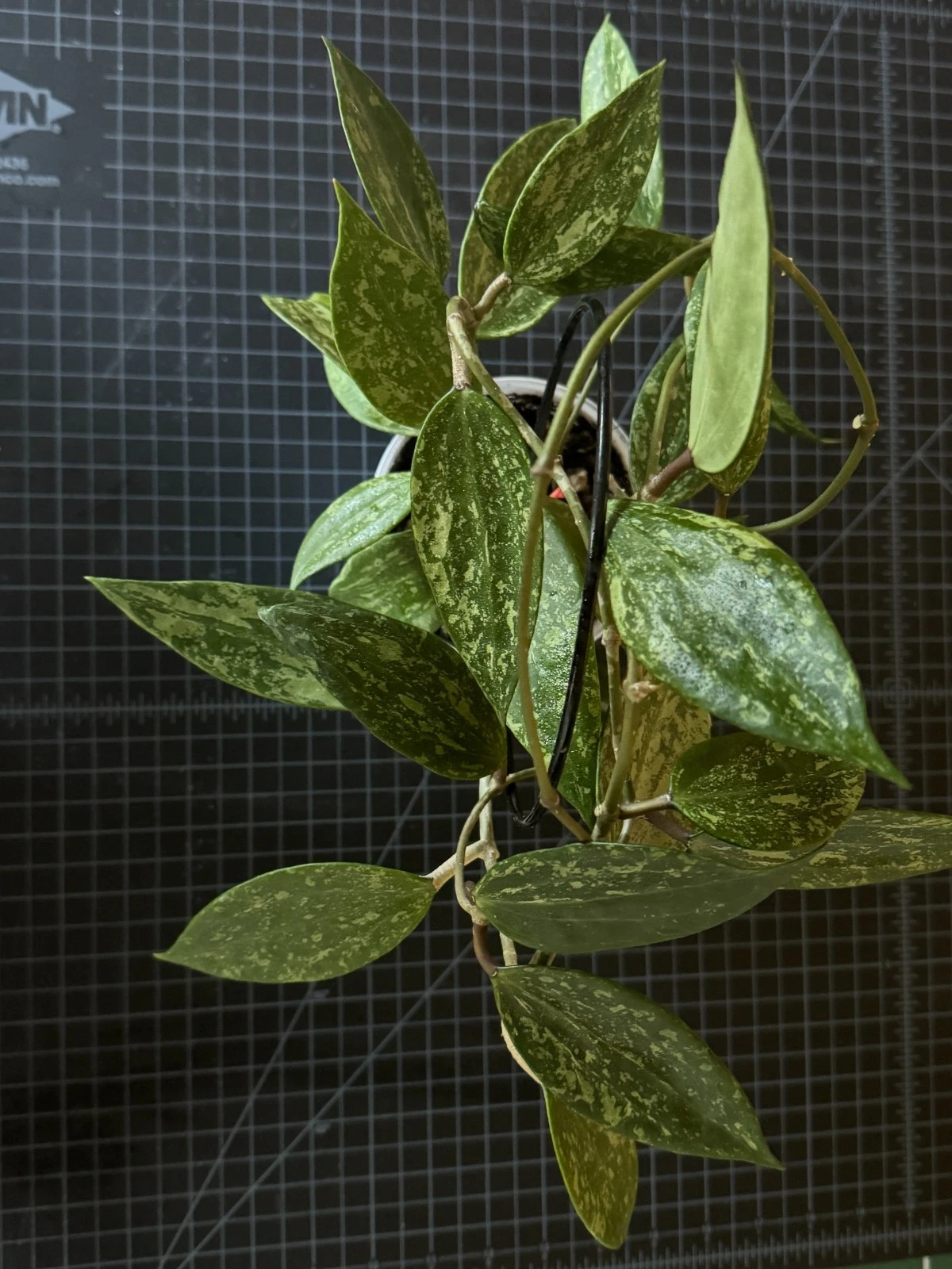 Hoya Rangsan 1 Node Cutting – Live Hoya Plant Cutting, Rare Wax Plant Vine for Indoor Growing