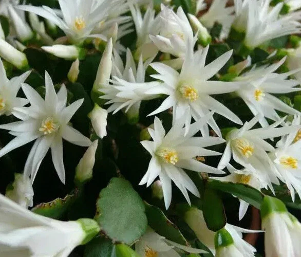 Easter Cactus White Spring Sunrise Rooted Plant Rhipsalidopsis Hatiora Live Holiday Cactus Houseplant