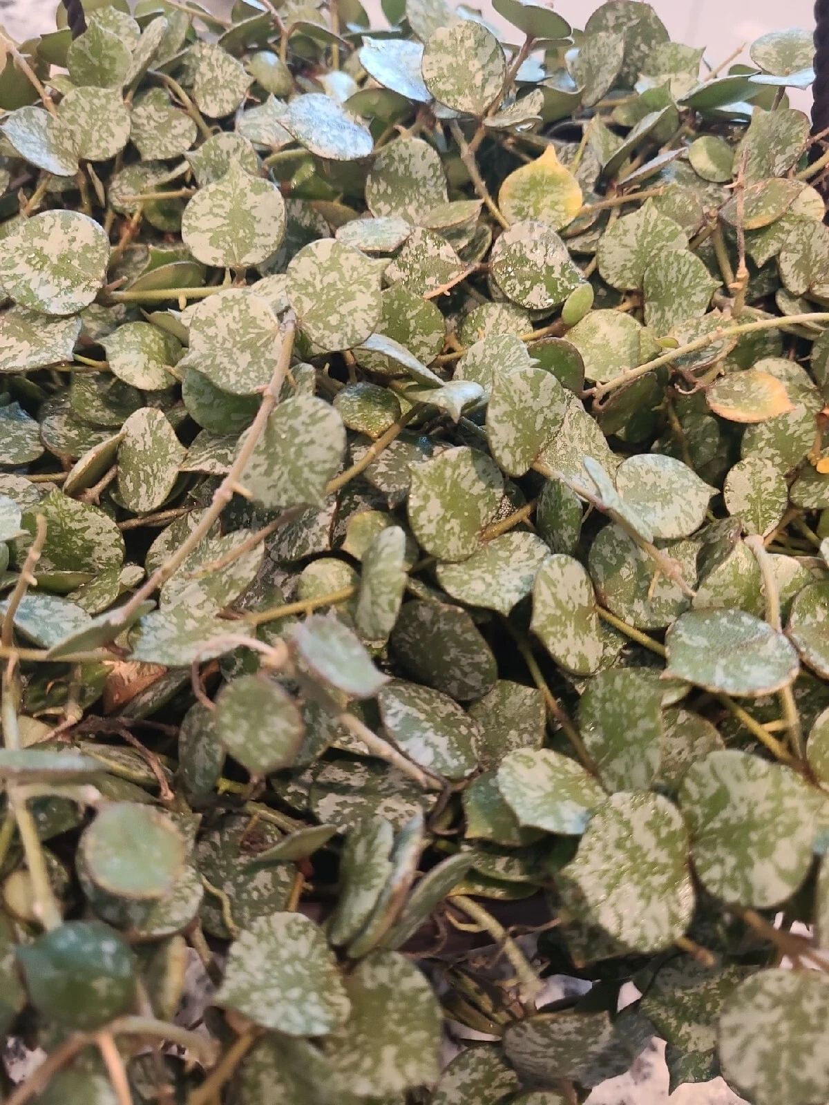Hoya curtisii Cutting 6 Inch Wax Plant Fresh Unrooted Cutting for Propagation Indoor Trailing Houseplant