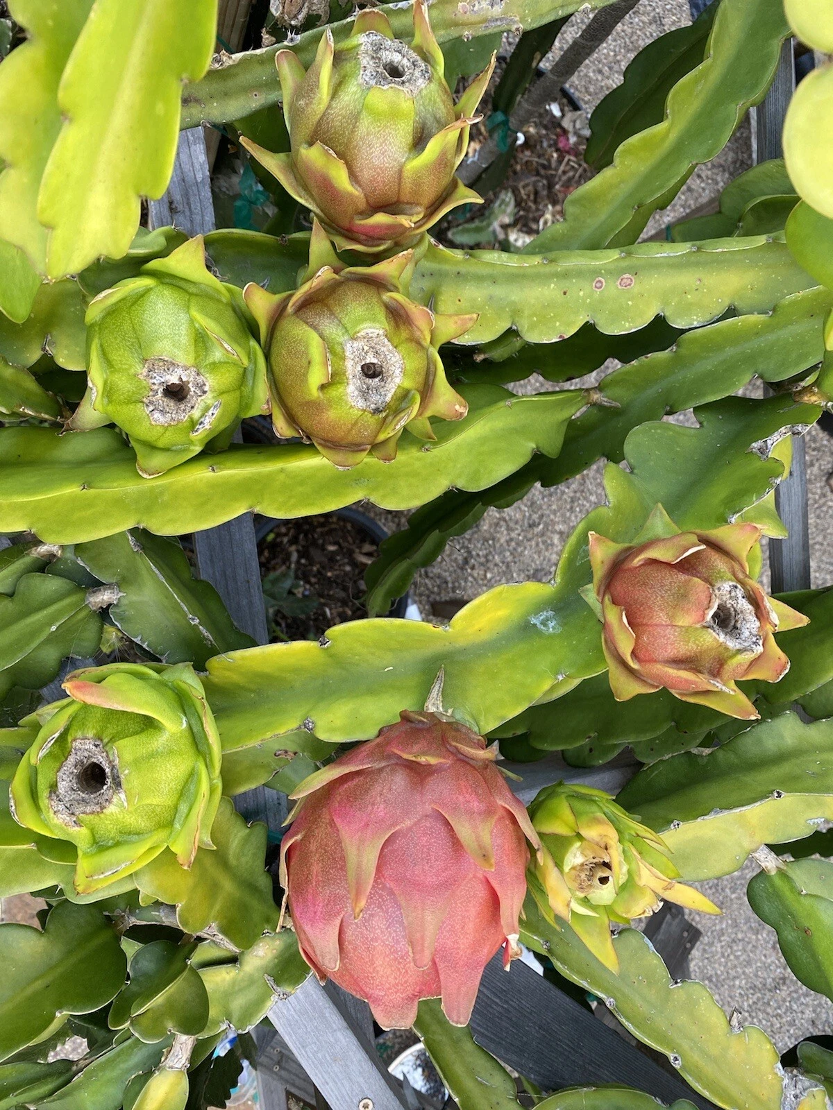 American Beauty Dragon Fruit Cuttings Red Flesh Pitaya 2 Pieces 1 Foot Long