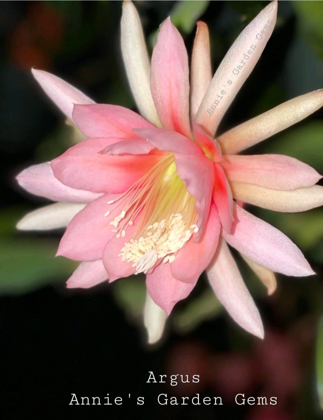 Epiphyllum Argus Unrooted Cuttings – 8–10 Inch Orchid Cactus Segments, Live Tropical Cactus for Planting