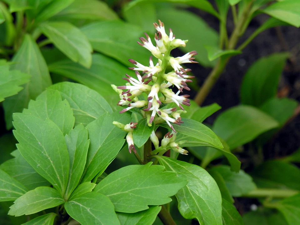 Pachysandra Procumbens Native Ground Cover Rooted Cuttings, Allegheny Spurge Woodland Plant Set of 5