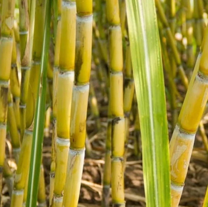 Yellow Sugarcane Plant Cuttings 18 Inch Long with 3–4 Nodes, Saccharum officinarum Live Cane Set of 20