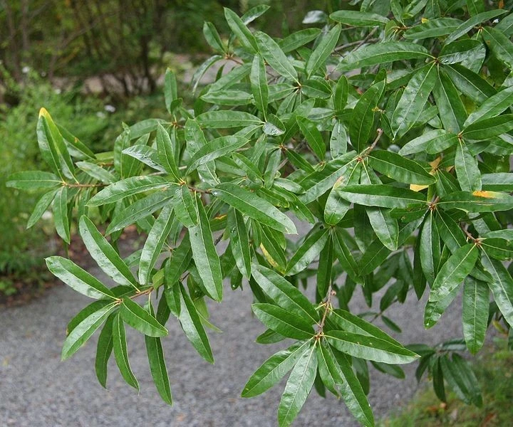 Willow Oak Quercus Phellos Cuttings – 10 Live Unrooted Oak Tree Cuttings for Propagation