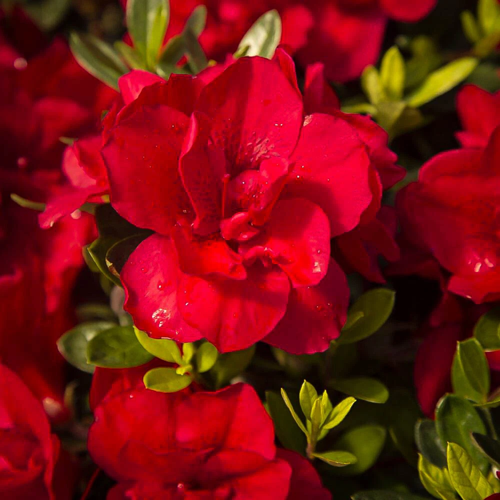 Encore Autumn Bonfire Azalea Rooted Starter Plant, Deciduous Rhododendron