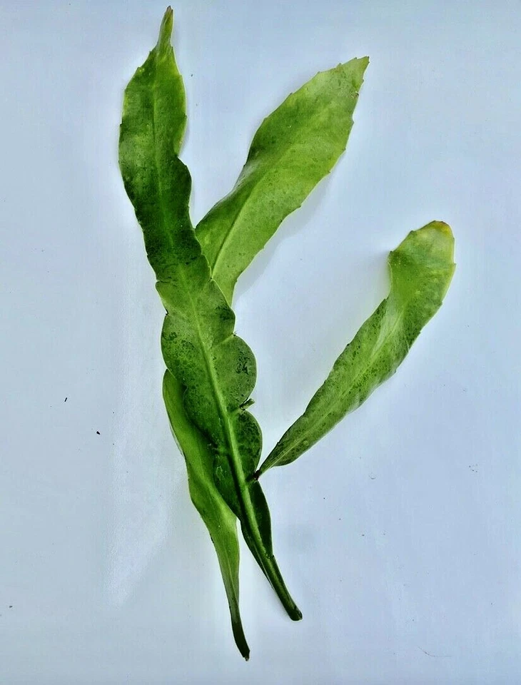 Night Blooming Cereus Cuttings Epiphyllum Oxypetalum Orchid Cactus 2 Cuttings 8–10 Inch
