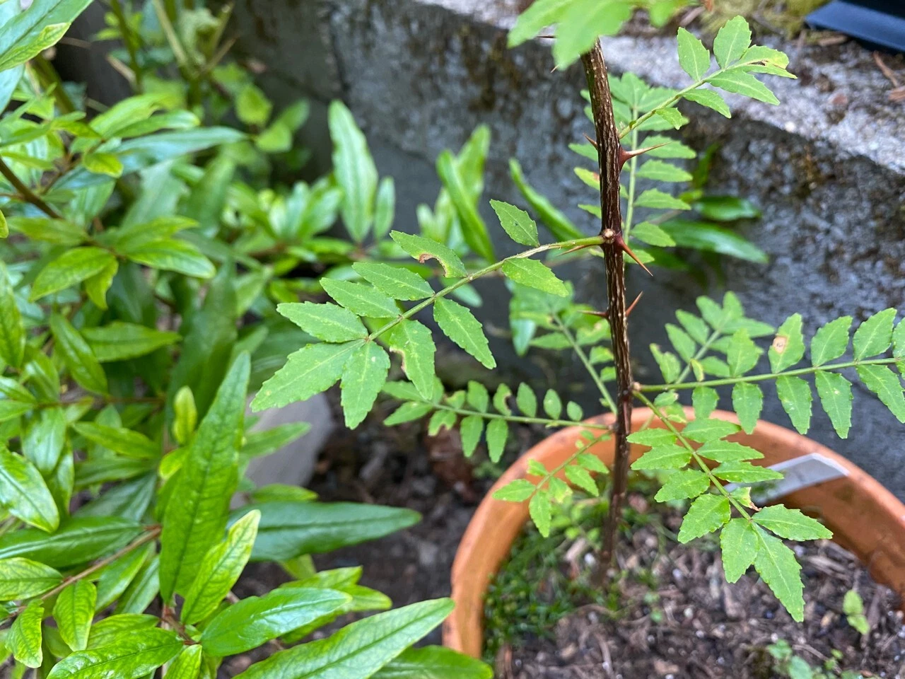Sansho Japanese Pepper Tree Cuttings Zanthoxylum piperitum 4 Fresh Unrooted Branches for Propagation