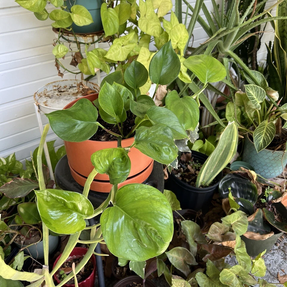 Golden and Global Green Pothos Cuttings, 2 Unrooted 8 Inch Indoor Vine Houseplants