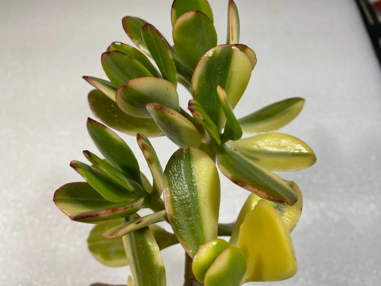 Lemon Lime Jade Variegated Succulent Cutting 4 Inch Crassula Ovata Unrooted for Propagation