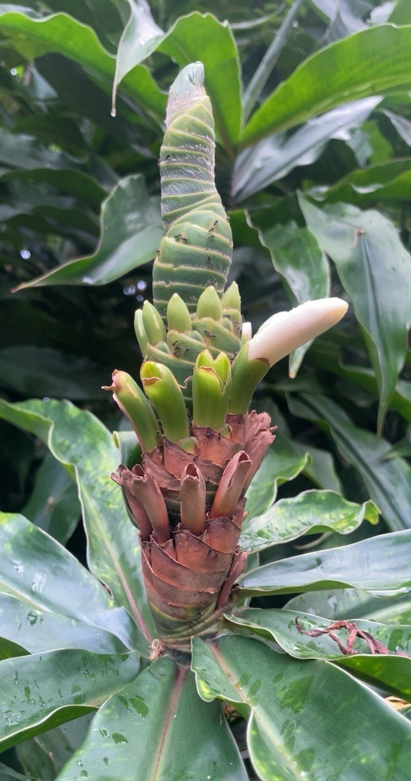 Yellow Spiral Ginger Live Plants – 3 Rooted Cuttings, Dimerocostus Strobilaceus Tropical Ornamental, Hawaii Grown