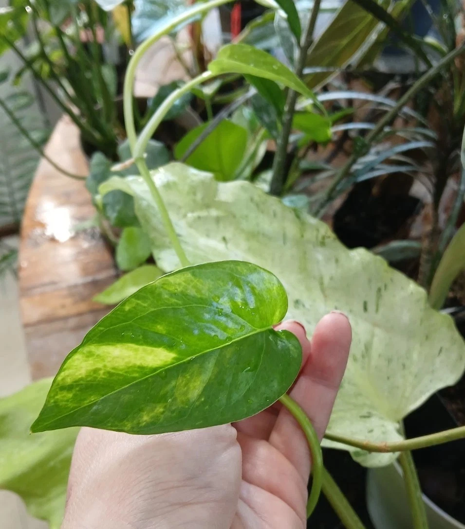 Yellow Flame Pothos Cuttings – 5 Unrooted Epipremnum Pinnatum Cuttings, Variegated Tropical Houseplant for Propagation