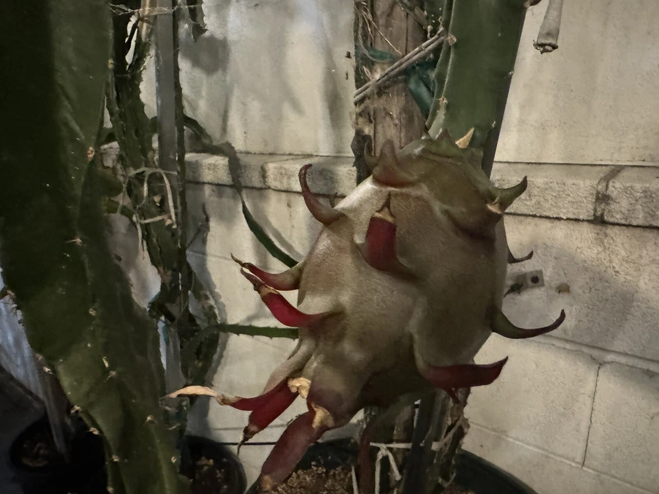 Dragon Fruit Cuttings – 12 Live 8–14 Inch Pitaya Cactus Cuttings for Planting and Propagation