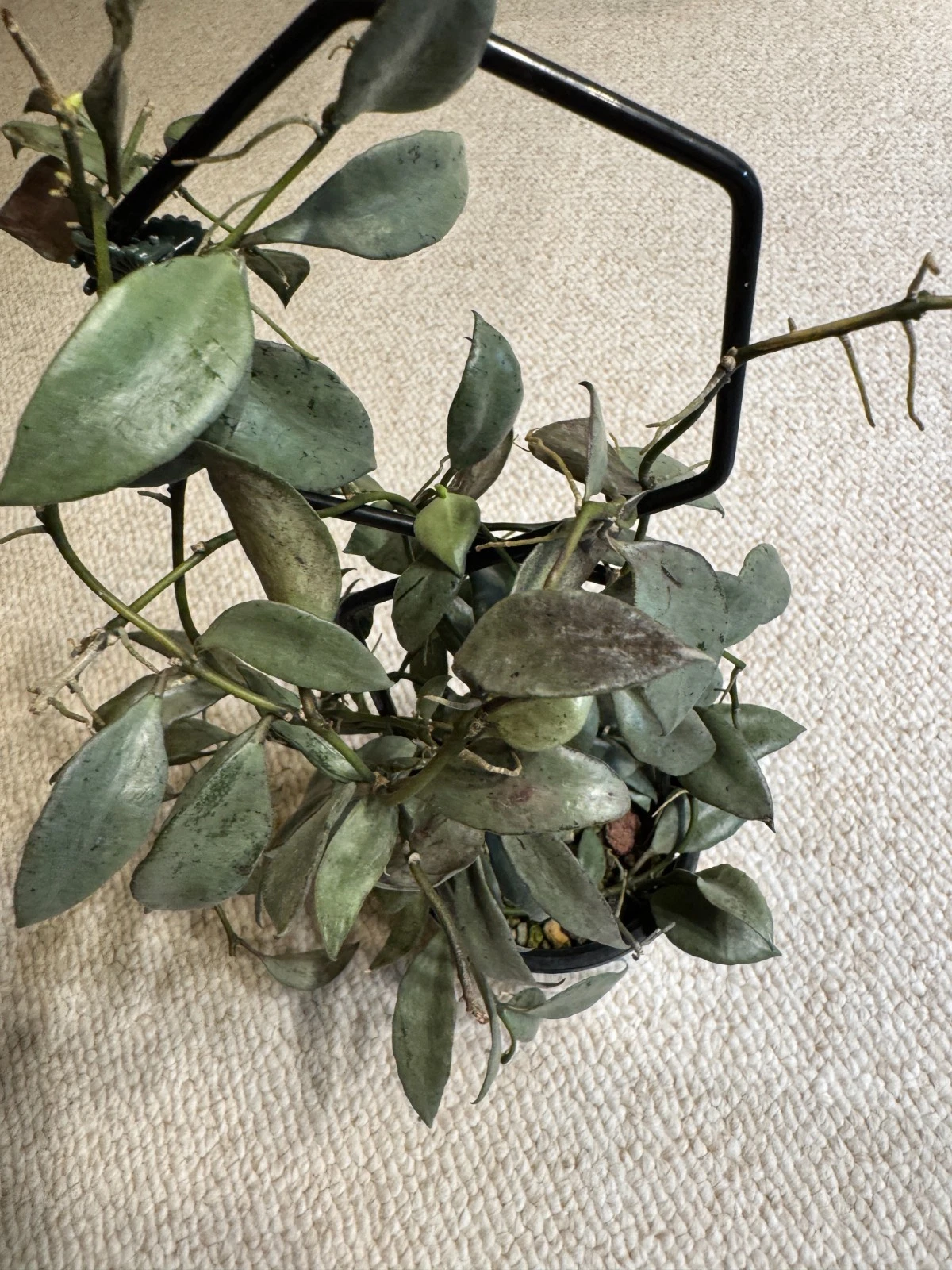 Hoya Lacunosa Louisa’s Silver Cutting Two Node Unrooted Live Hoya Houseplant for Propagation