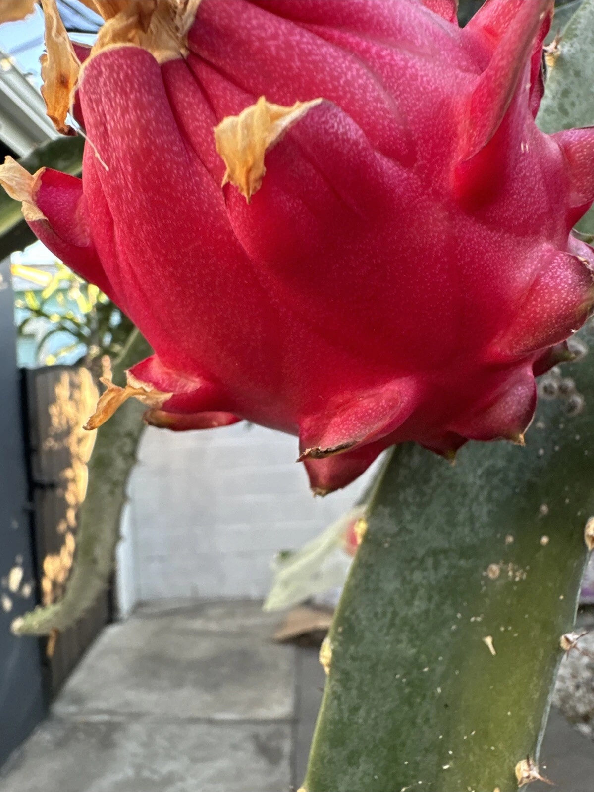 Orajona Dragon Fruit Cutting, 12–18 Inch Live Cactus Vine for Planting