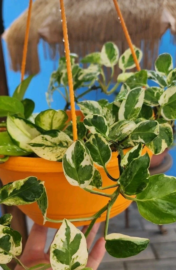 N’Joy Pothos Rooted Cuttings – 3 Live Variegated Epipremnum Aureum Plants for Indoor Houseplant Decor