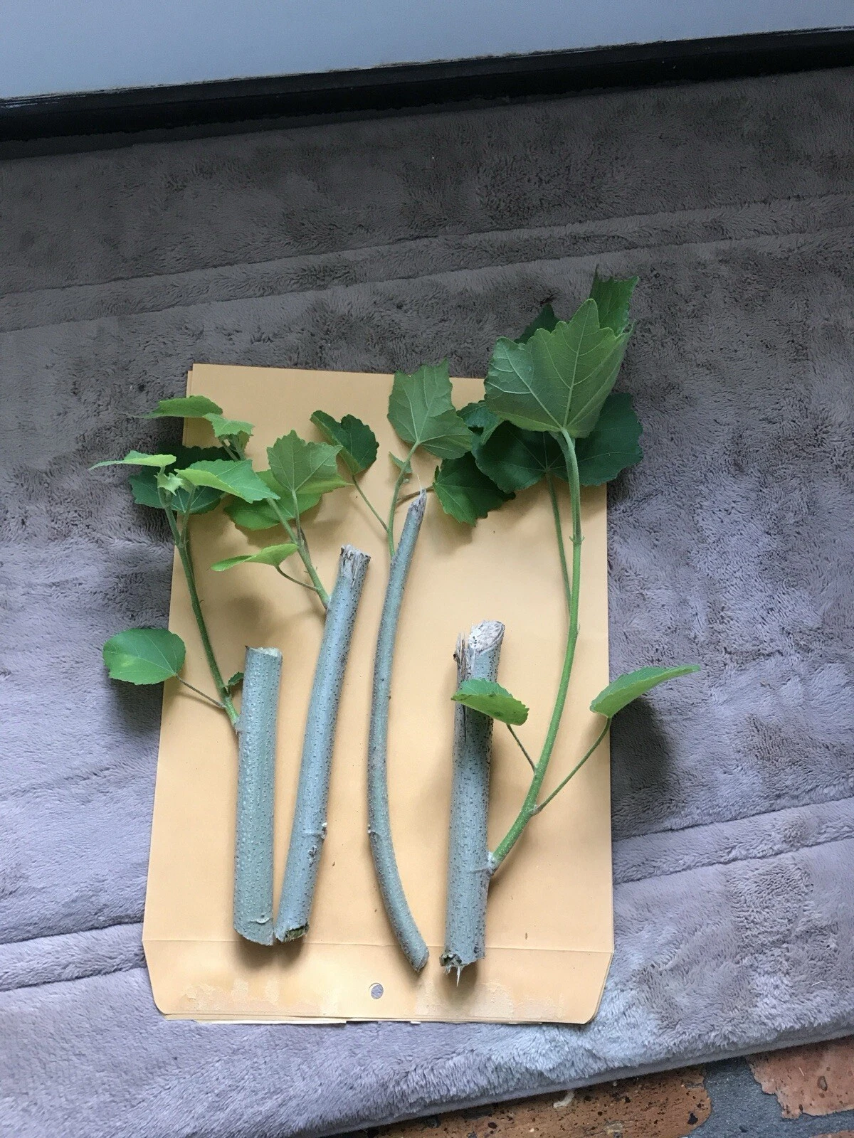 Confederate Rose Cuttings Hibiscus Mutabilis Unrooted 2 Pieces Color Changing Flower Ornamental Shrub
