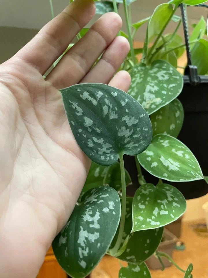 Silver Pothos Scindapsus pictus Argyraeus Cuttings, Single Leaf Node Cuttings for Indoor Propagation Set of 4