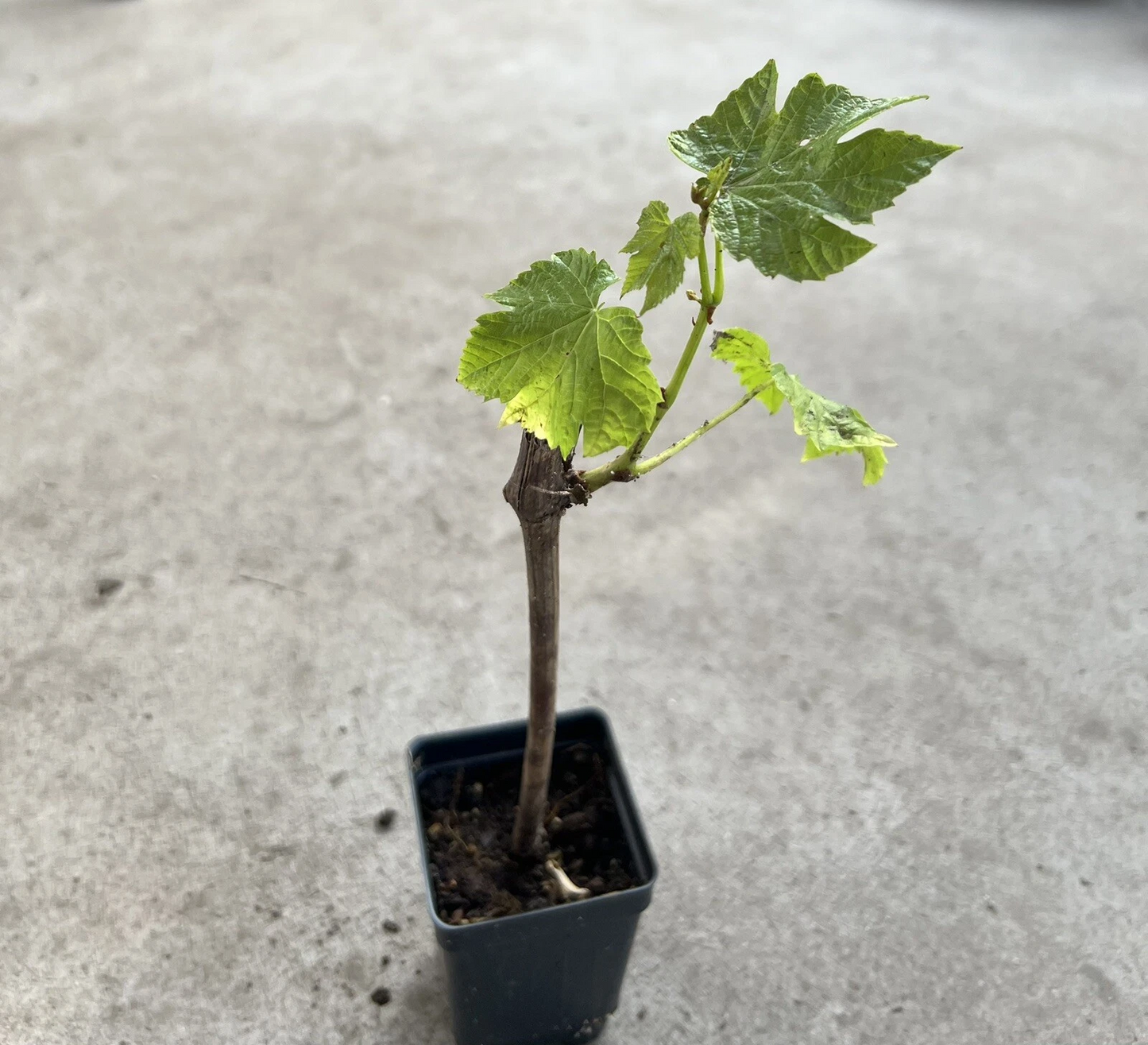 Grape Vine Cutting With Pot – Live Seedless Grape Plant, Sweet Grape Variety Ready to Plant for Home Garden
