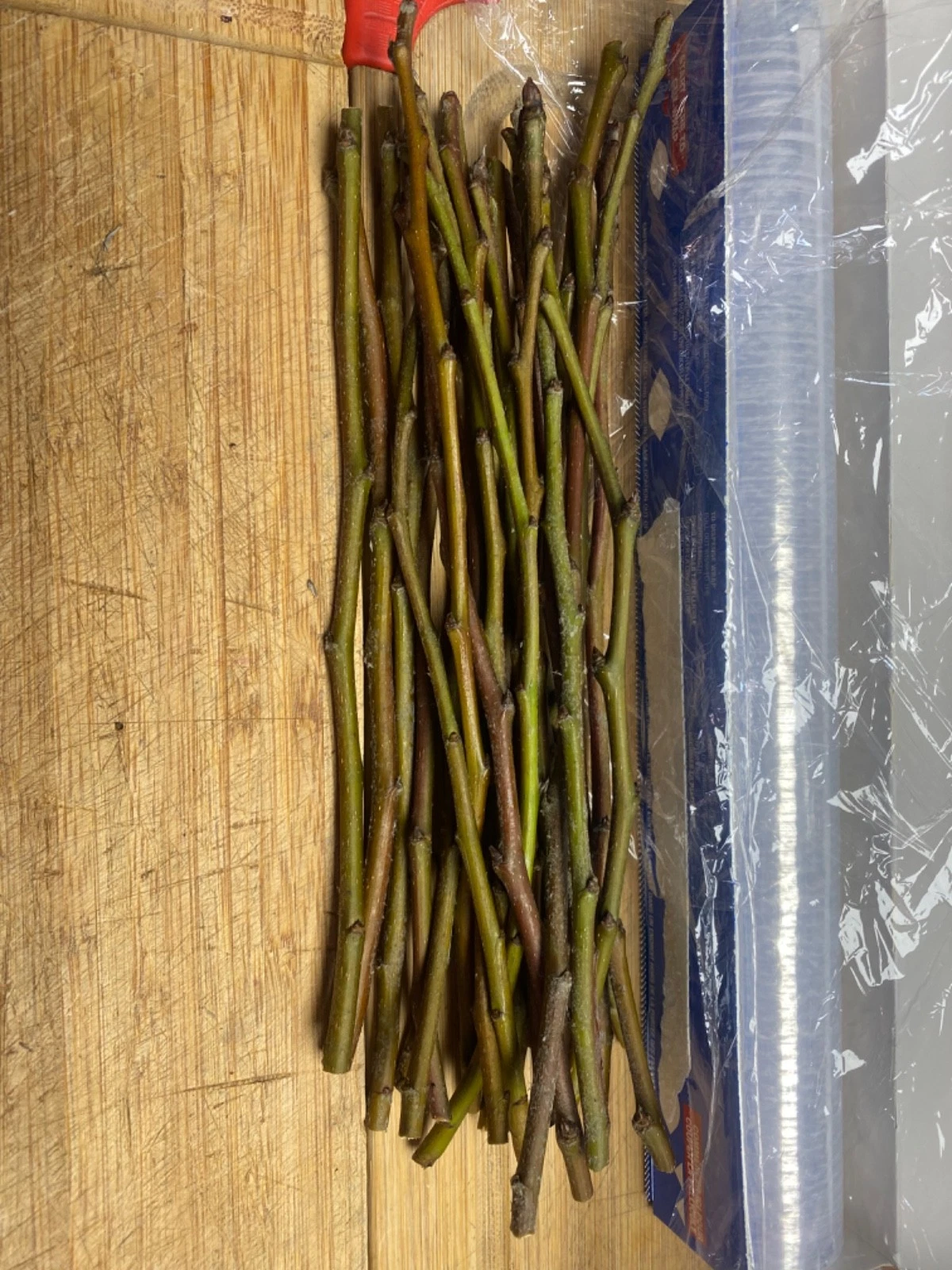Olive Tree Cuttings – Fresh Unrooted Olea Europaea Cuttings for Propagation and Planting