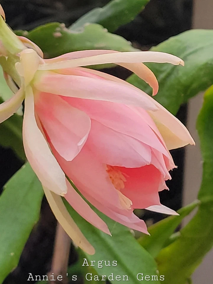 Epiphyllum Argus Cuttings Unrooted Orchid Cactus 8–10 Inch Live Plant Segments for Propagation