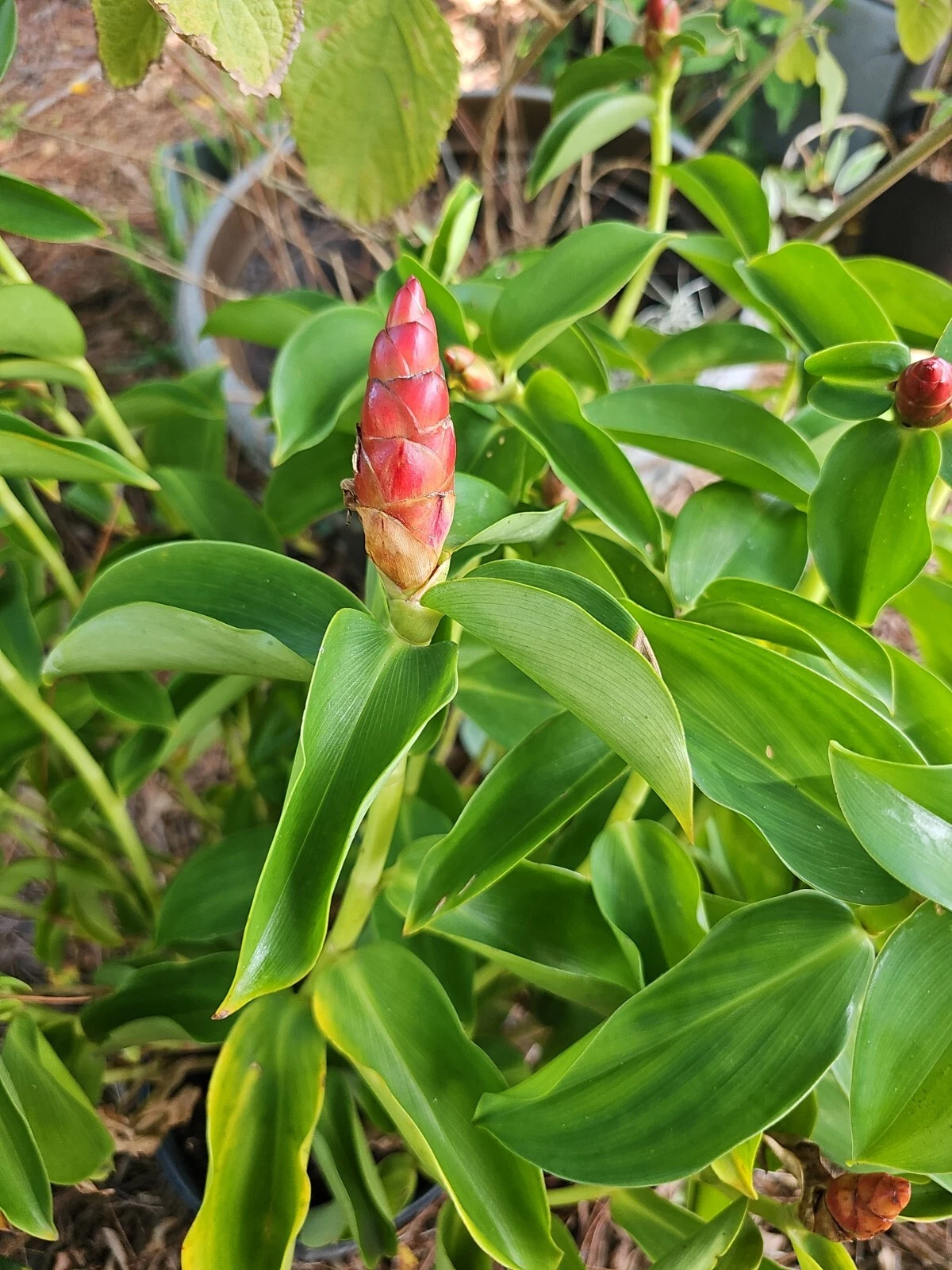 Spiral Red Button Ginger Plant, Costus woodsonii Rooted Starter 10–12 Inch