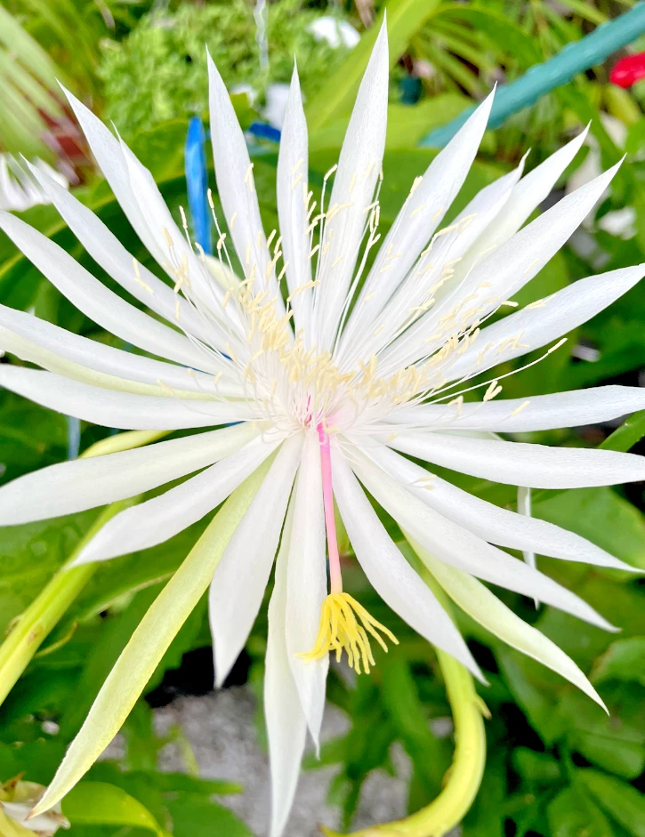 Night Blooming Cereus Rooted Plant Epiphyllum Oxypetalum White Flower Cactus 4 Inch Pot