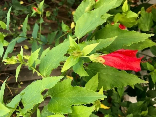Red Turk’s Cap Shrub Cuttings – Malvaviscus Arboreus Flowering Bush Cuttings for Propagation