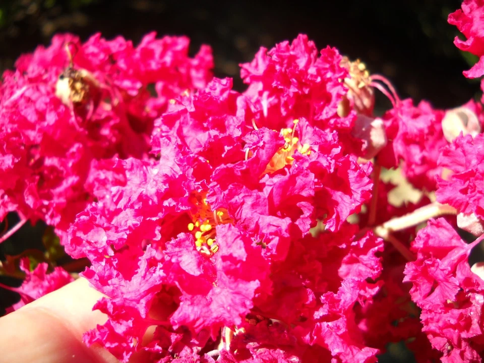 12 Crape Myrtle Cuttings Red Pink Raspberry Lagerstroemia Unrooted Live Tree Branches for Propagation