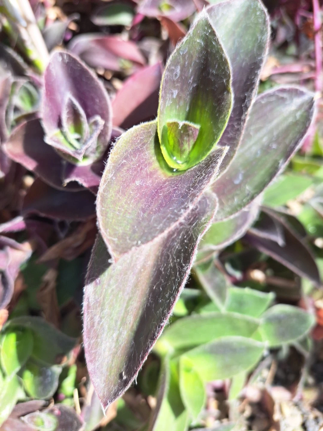 Purple Queen Tradescantia Pallida Succulent Cuttings Set of 10 Fuzzy Purple Heart Plant