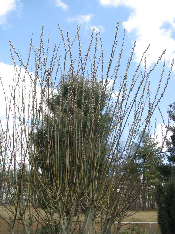 Salix discolor Pussy Willow Cuttings 25 Unrooted Branches 5–7 Inch Live Plant Material for Propagation