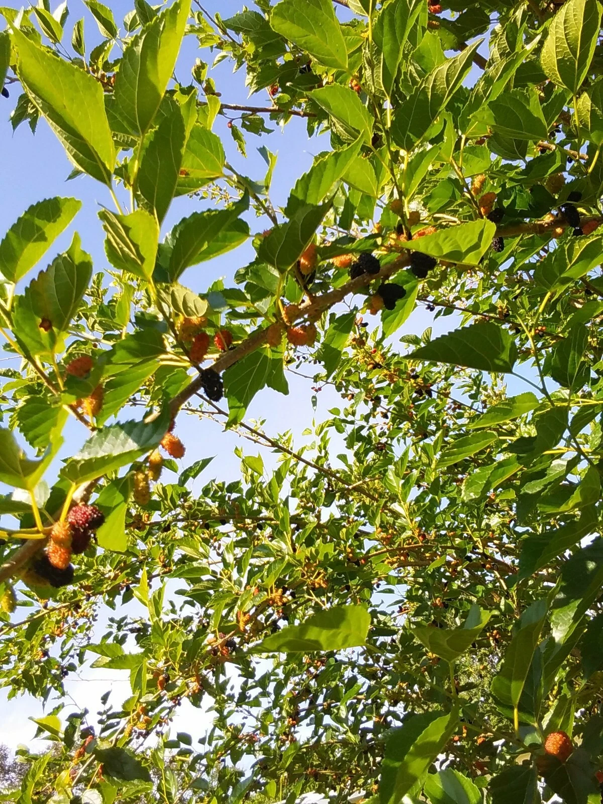 6 Red Mulberry Tree Cuttings Morus Rubra Unrooted 6 to 8 Inch for Propagation Fruit Tree Planting