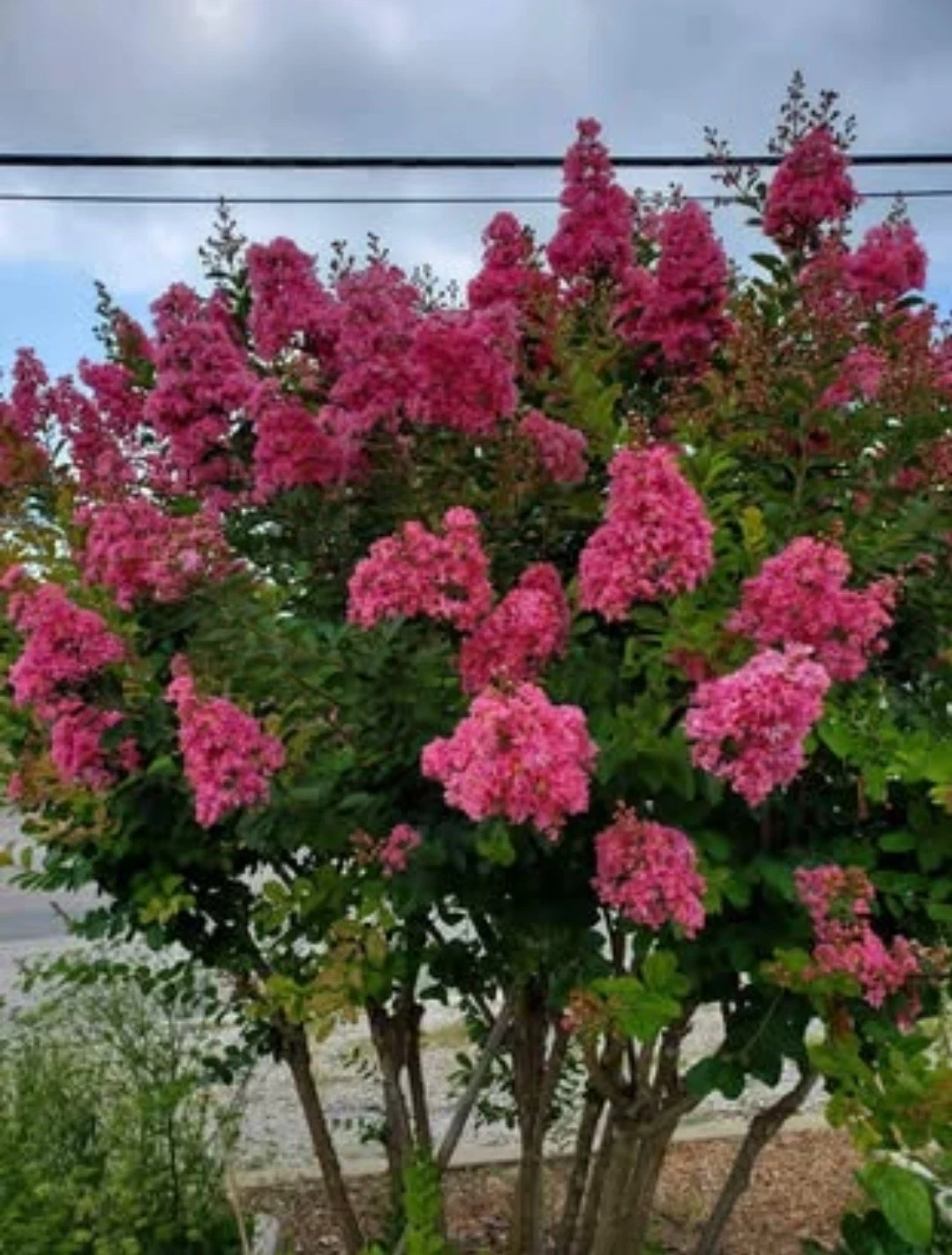 Pink Velour Crape Myrtle Cuttings Unrooted Live Lagerstroemia for Propagation