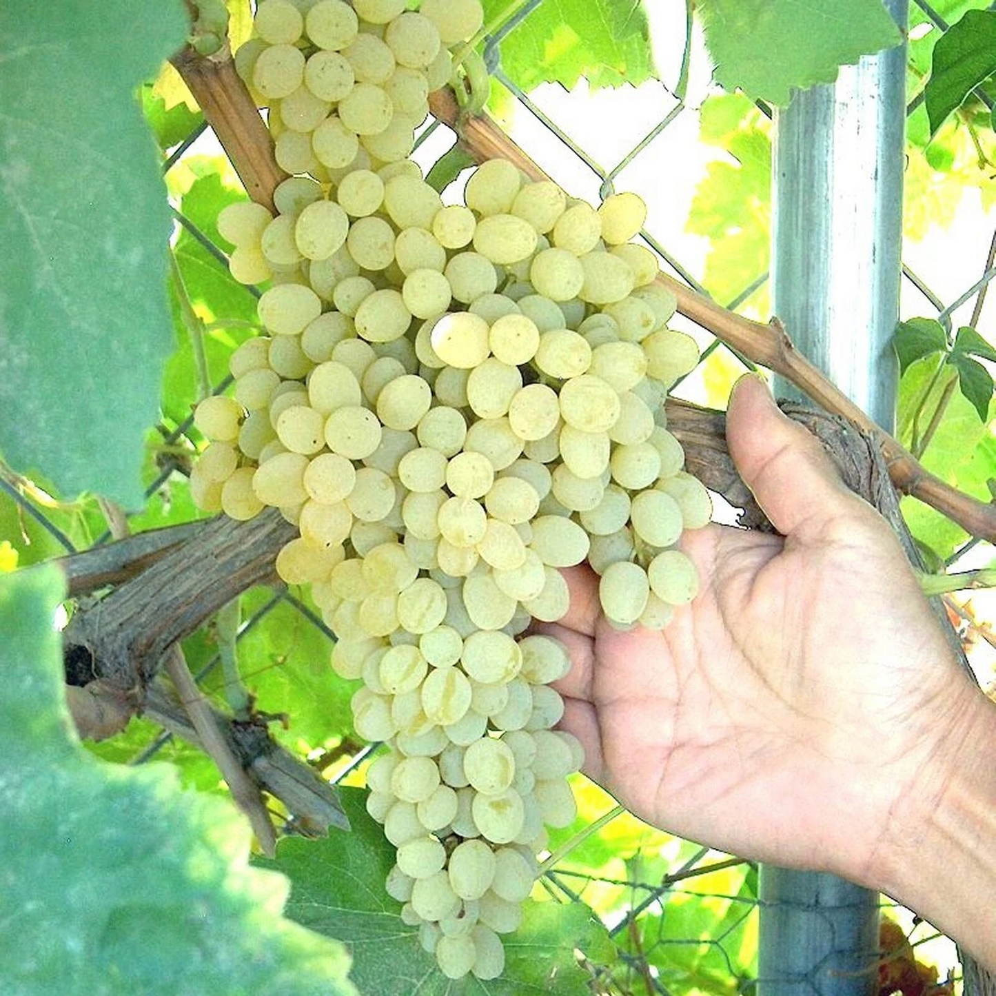 Thompson Seedless Grape Vine Cuttings – Green Seedless Table Grape for Fresh Eating or Raisin Making (10 Cuttings)