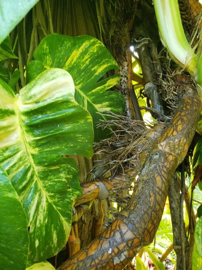 Golden Queen Hawaiian Pothos Node Cutting Live, Fenestrated Leaf Aerial Root Segment for Propagation