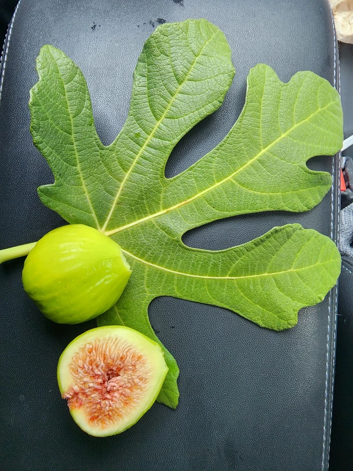 White Kadota Fig Cuttings – 2 Unrooted Ficus carica Cuttings for Propagation, Outdoor Fruit Tree