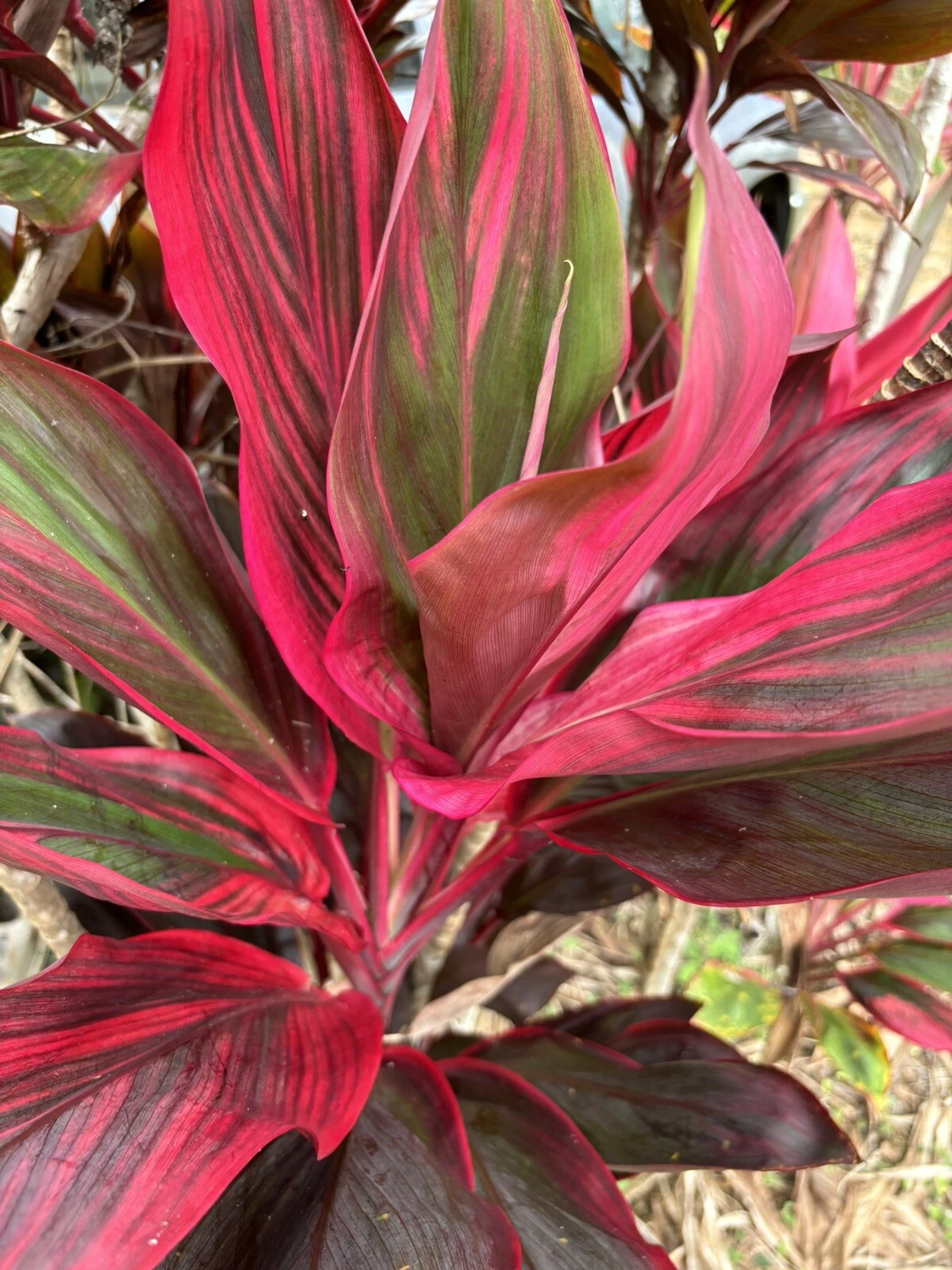Hawaiian Ti Leaf Cuttings Bulk Lot, 25 Cordyline fruticosa Starter Logs 6 Inch