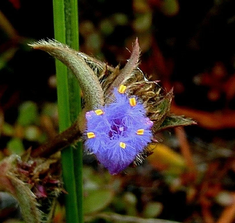 Tradescantia Somaliensis Miniature Desert Spiderwort Live Plant Indoor Succulent Houseplant