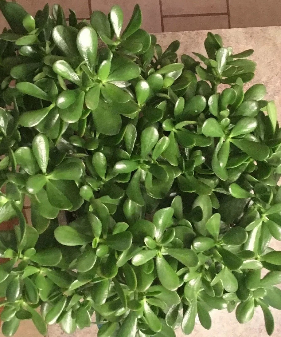 Jade Plant Cuttings Crassula Ovata Succulent 3 Unrooted Cuttings 3–5 Inch
