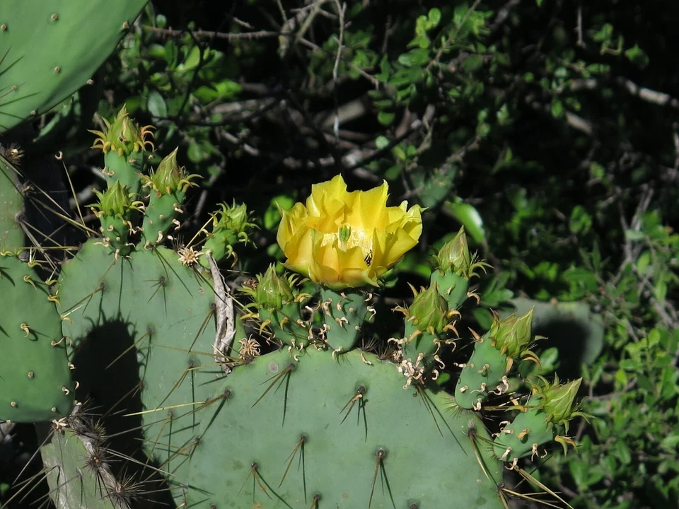 Engelmanns Prickly Pear Cactus Cutting Opuntia Engelmannii Unrooted Pad Segment for Propagation