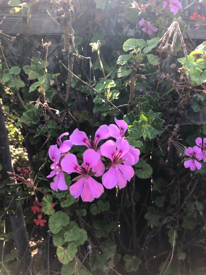 Purple Ivy Geranium Live Plant Cutting 6 Inch Pelargonium Peltatum Trailing Variety