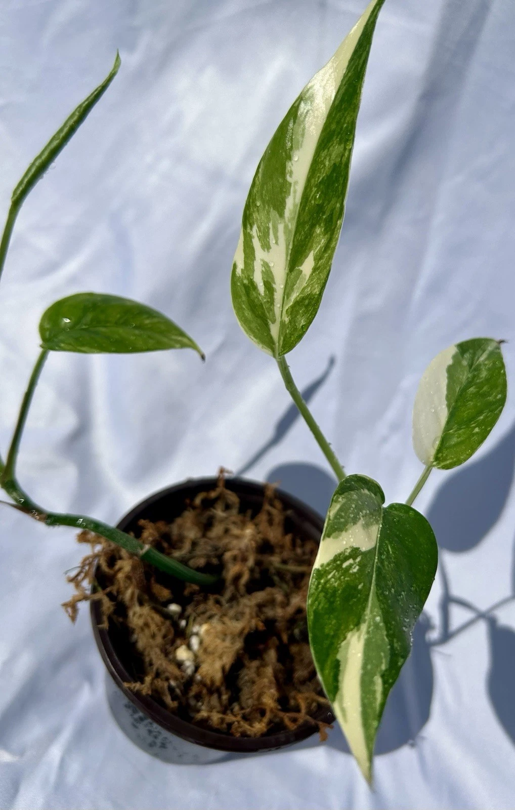 Albo Pothos Variegated Pothos Live Plant 4 Inch Nursery Pot with 2 Rooted Cuttings Indoor Houseplant