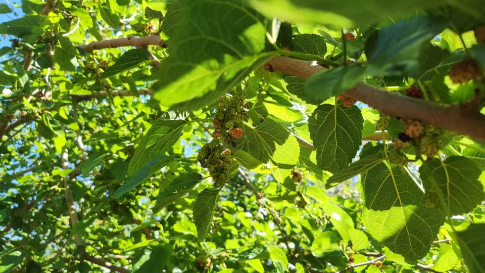 Dwarf Everbearing Mulberry Cuttings – 20 Live Unrooted Morus Nigra Stems, Assorted Sizes for Fruit Tree Propagation