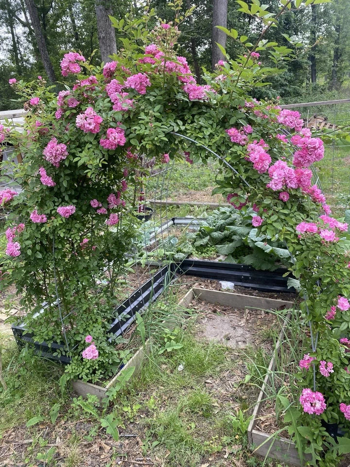 Peggy Martin Rose Cuttings – 10 Unrooted Pink Rose Cuttings 10 Inch Long, Rosa Climbing Shrub for Propagation
