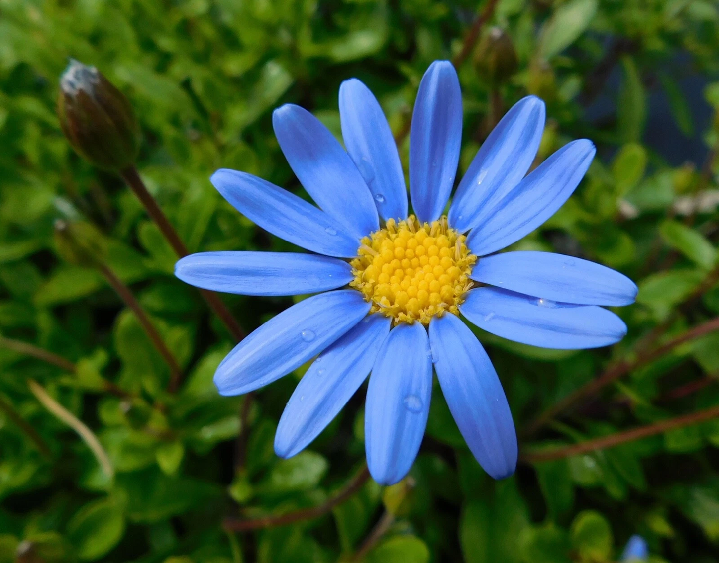 Felicia Blue Daisy Kingfisher 10 Live Cuttings for Rooting Plus 100 Seeds Ornamental Flower Plant